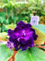 Live house plant variegated bloom African Violet ‘Harmony’s Dancing Queen’ garden 4” flower Potted gift