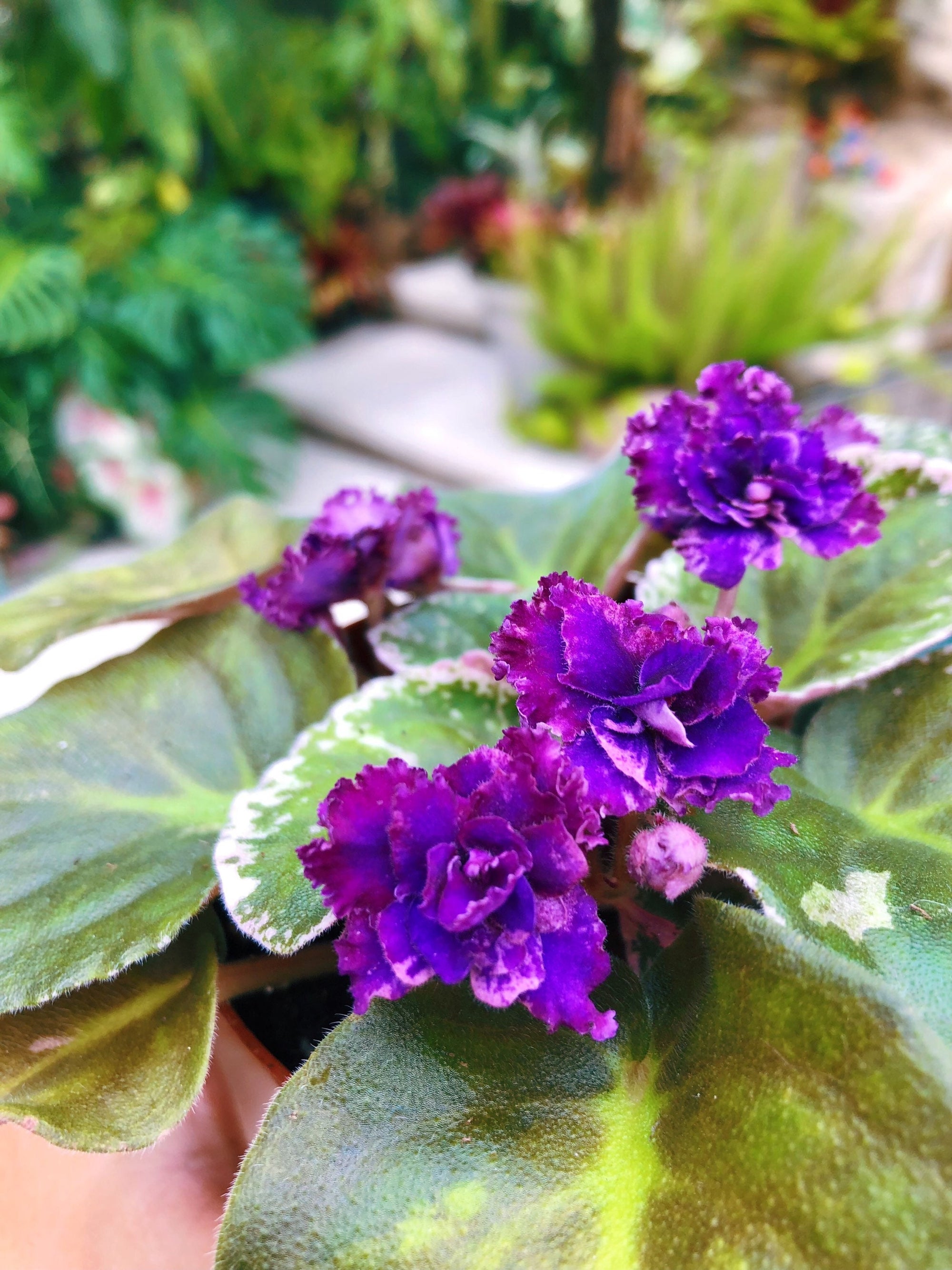 Live house plant variegated bloom African Violet ‘Lyon’s Private Dancer’ garden 4” flower Potted gift