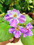 Live house plant variegated fantasy ruffle frilled bloom African Violet ‘K’s Dancing Spree’ garden 4” flower Potted gift