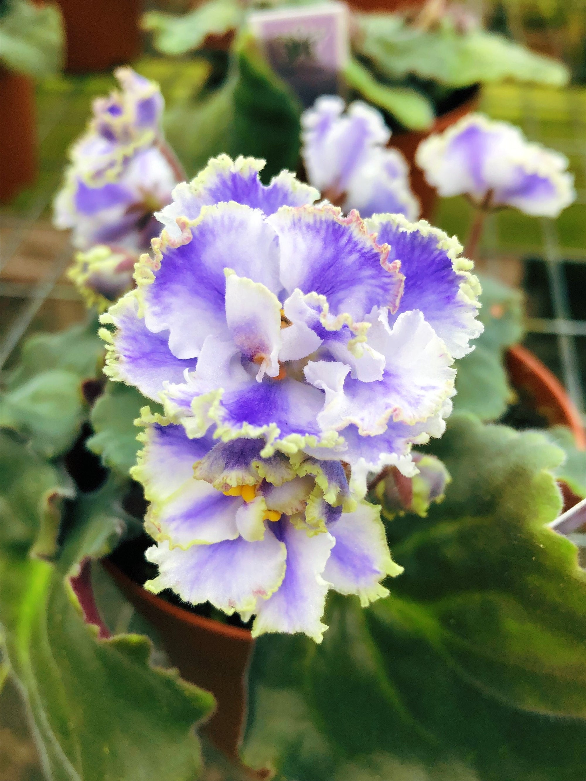 Live house plant variegated ruffle frilled bloom African Violet ‘Kei Yoki’ garden 4” flower Potted gift