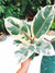 Large Ficus Elastica Tineke White Variegated House Plant 6” Potted