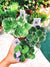 3 house plant mini African Violet Variegated bundle Robs Outer Orbit, Mini Minx, Biscayne Trail 2 pot flower gift