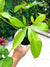 Philodendron Goeldii Leaf Aroid Potted 4” House Plant