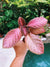 Episcia Strawberry Mist African Flame Violet pink metallic velvet pixie garden 2” Potted