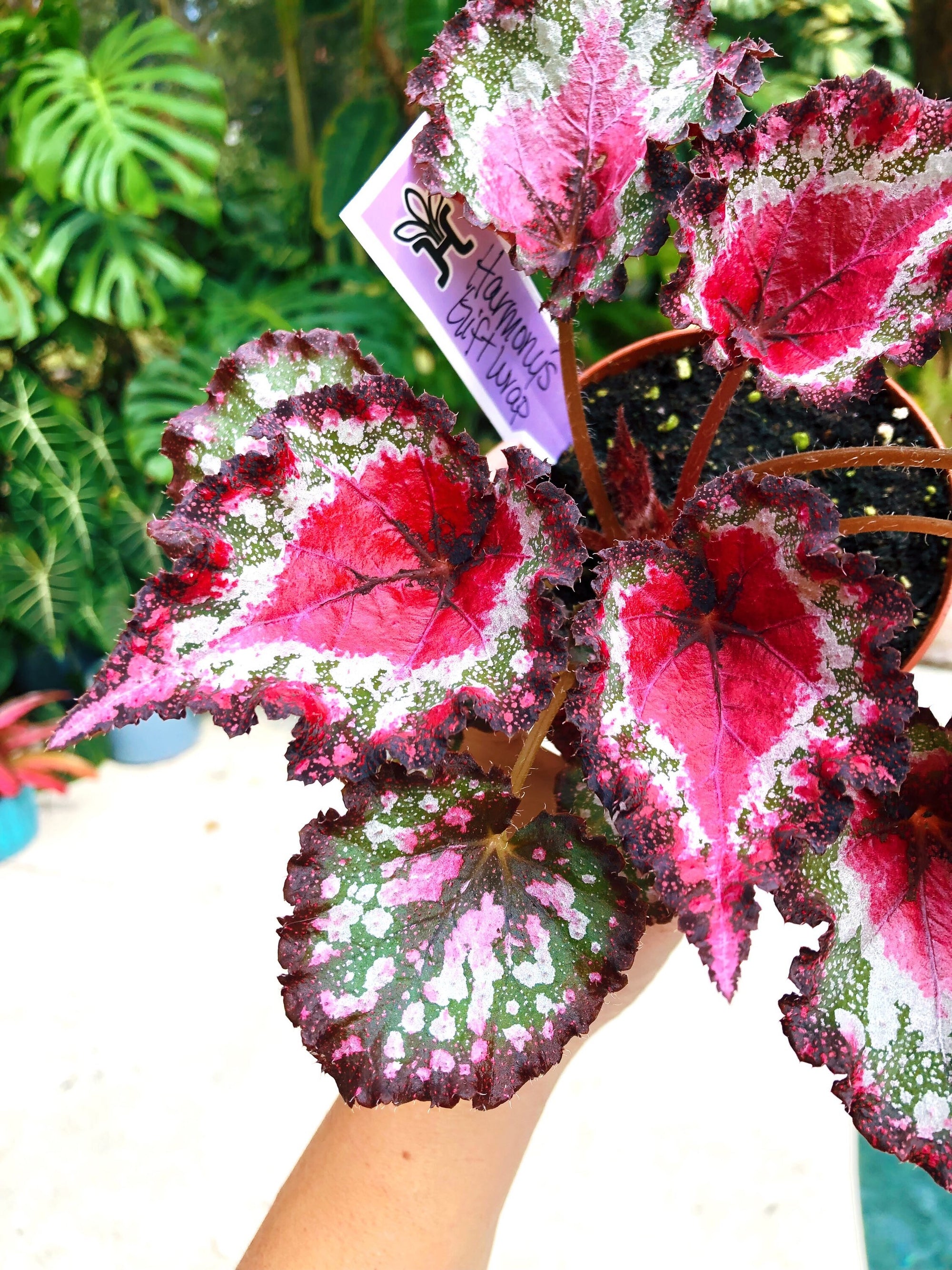 Rex Begonia ‘Harmony’s Gift Wrap’ holiday series red Christmas Pink Variegated Live House Plant Potted 4” gift