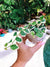 Variegated Ficus Creeping Fig House Plant 2” potted gift