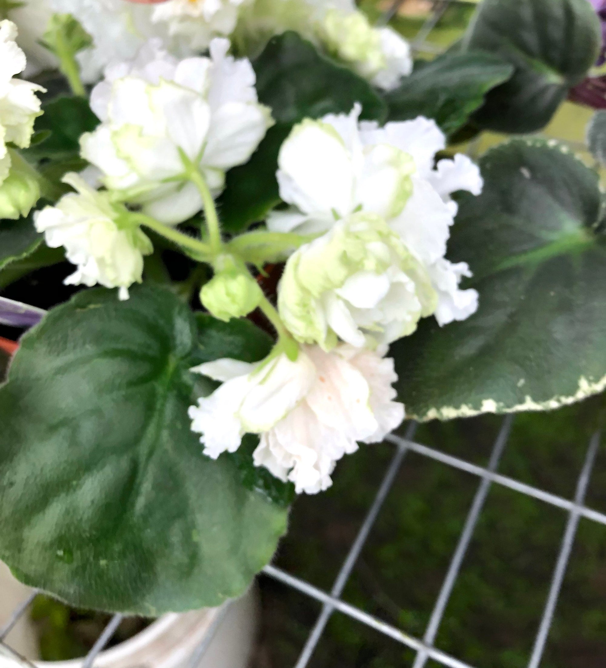 Live house plant African Violet Ruffled white Harmony’s ‘White Queen’ variegated bloom garden 4” flower Potted gift