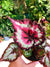 Rex Begonia ‘Harmony’s Dance of Dragons’ Escargot swirl curl Variegated Live House Plant Potted 4” terrarium vivarium
