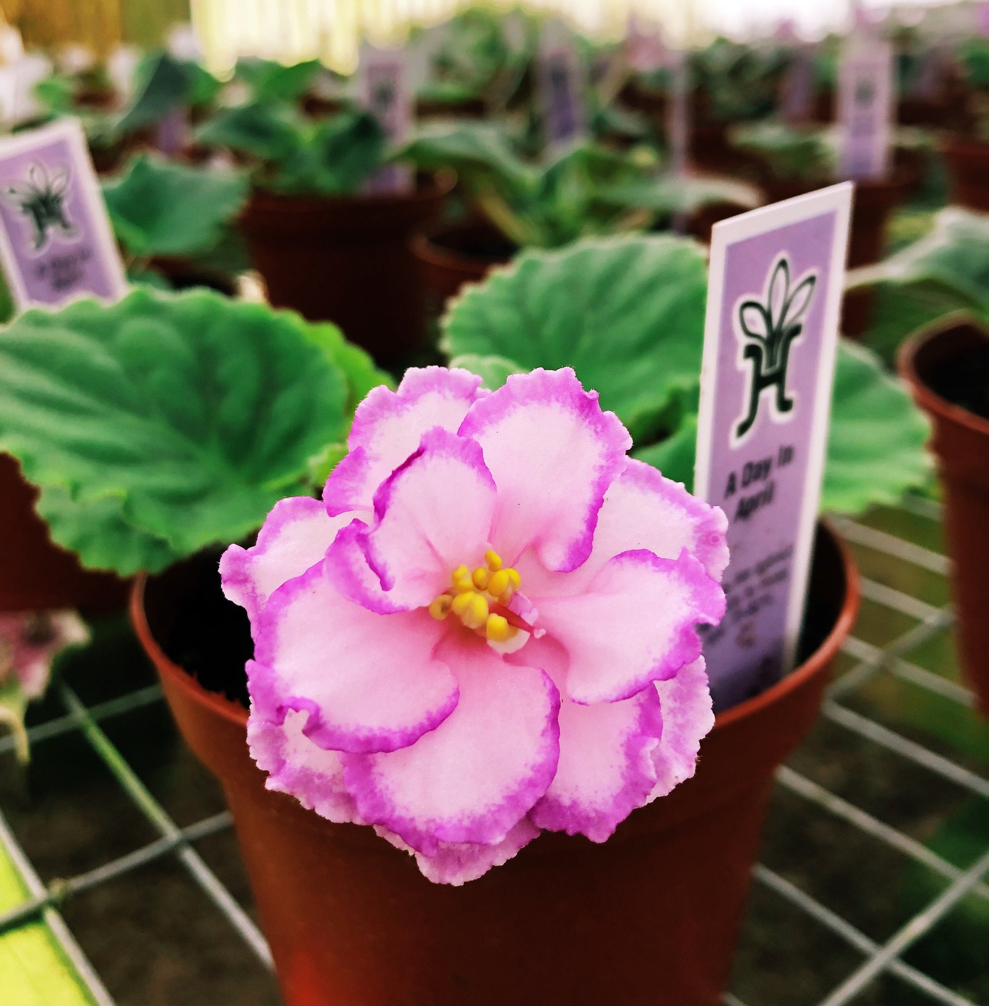 Live house plant variegated ruffle frilled bloom African Violet ‘A Day in April’ garden 4” flower Potted gift