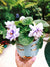 Live house plant ruffle frilled bloom African Violet ‘Knight in Tiger Skin’ sport garden 4” flower Potted gift