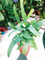 Polypodium Aureum Blue Star Fern Terrarium Live House Plant Potted 4” gift