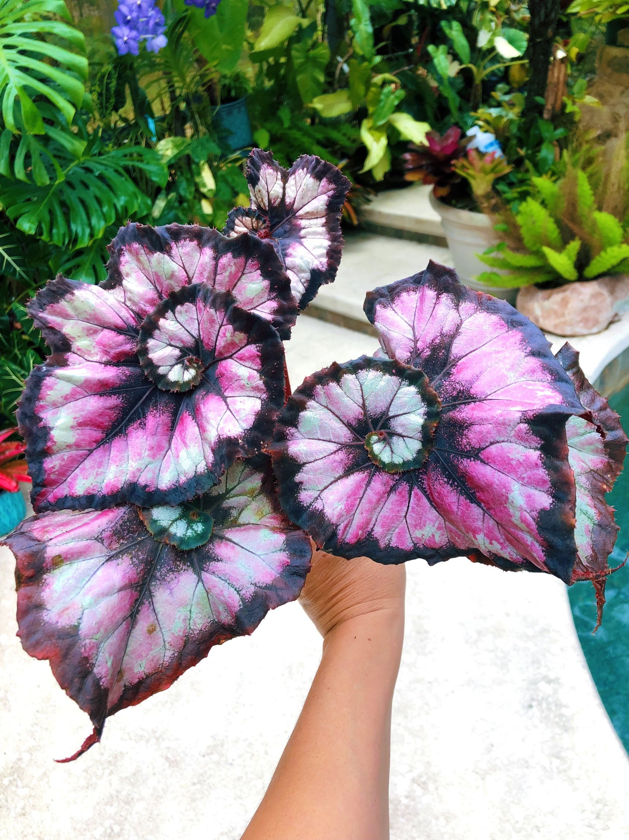 Begonia Rex ‘Harmony’s Double Vision’ Pink Swirl Escargot Live House starter Plant Potted 4” gift