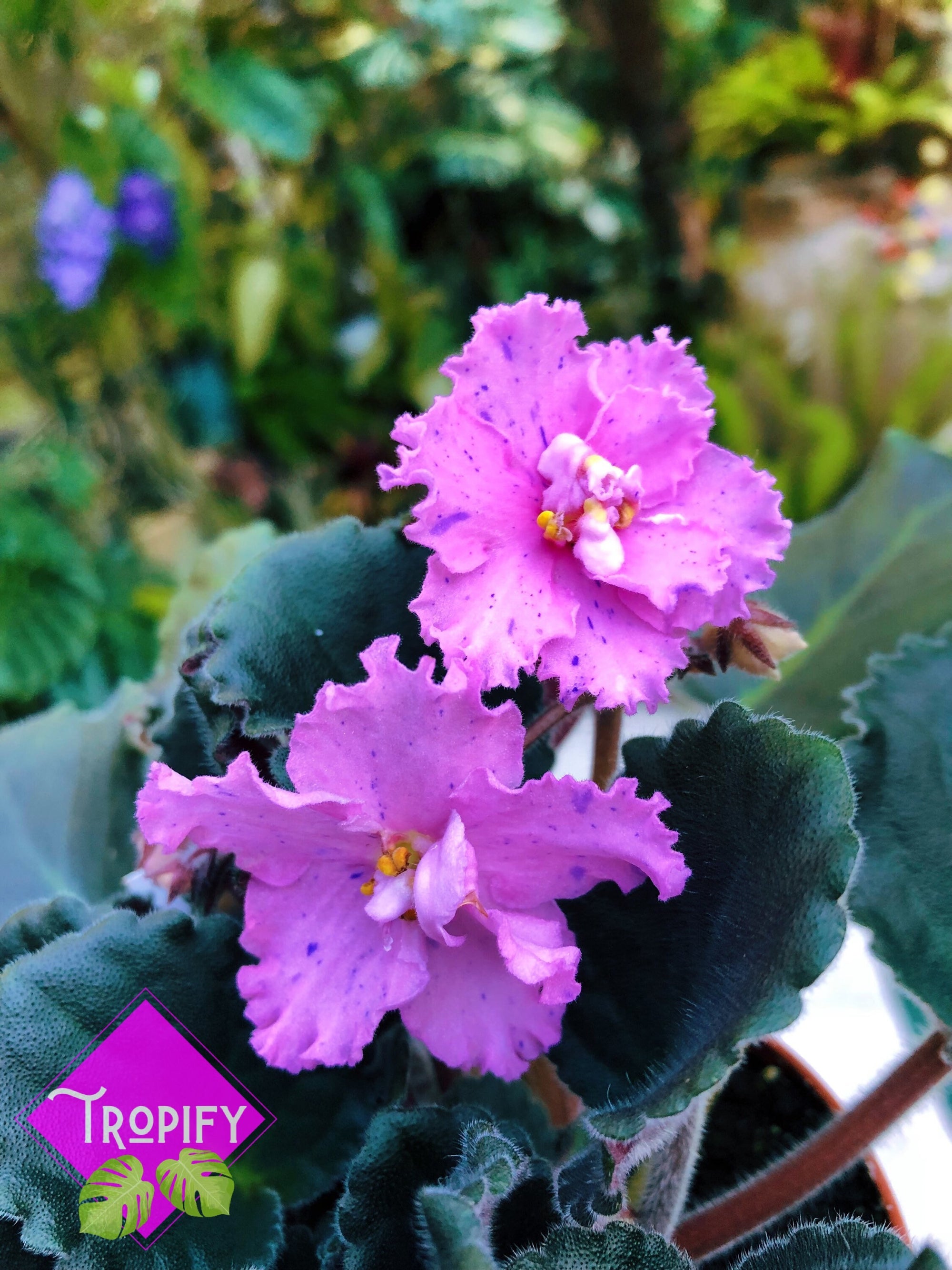 Live house plant variegated African Violet ‘Harmony’s Mustang Sally’ garden 4” flower Potted gift