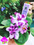 Live house plant African Violet Harmonys VaT Pulsar sport garden 4 flower flowering Potted gift house plant