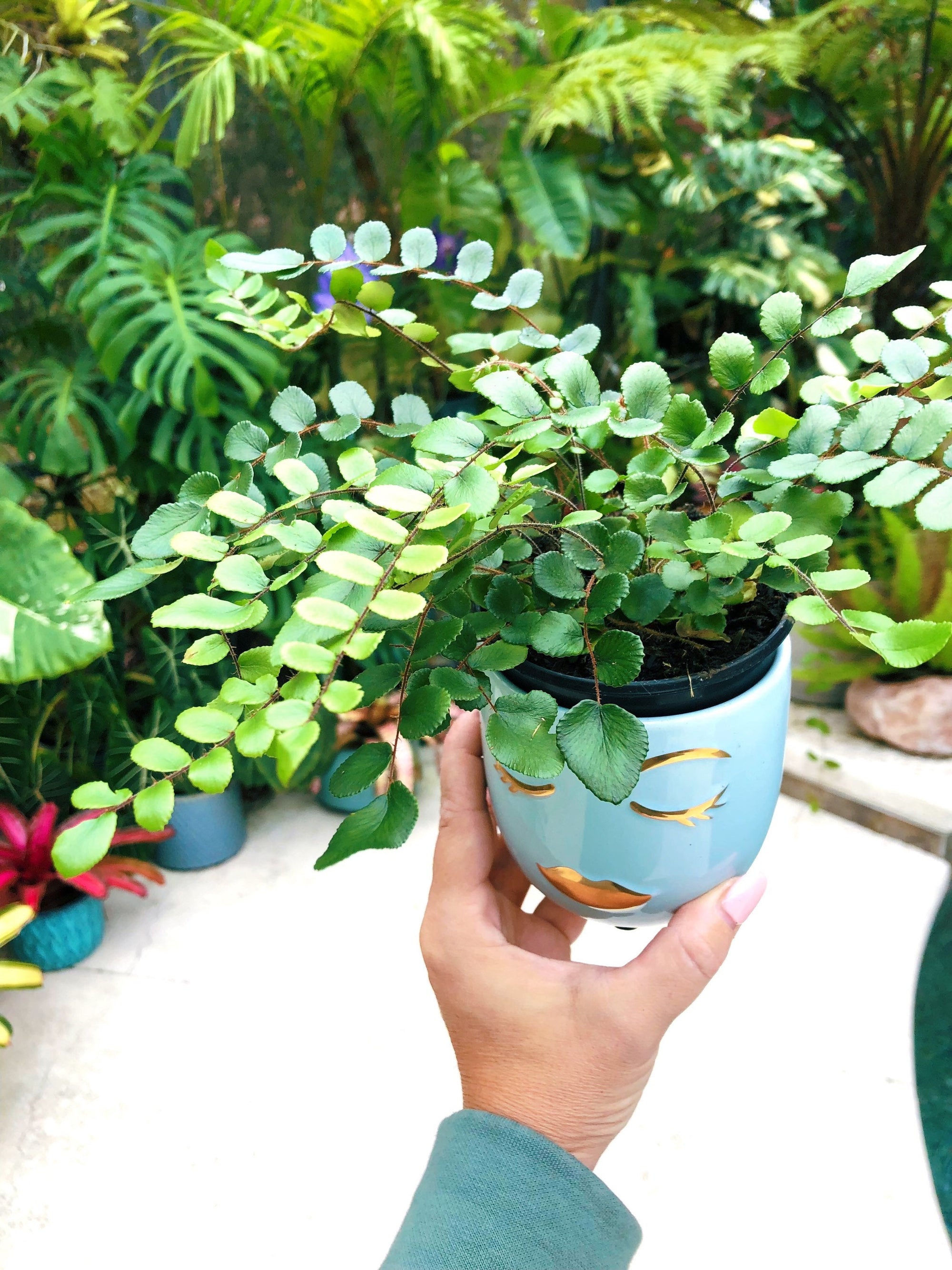 Button Fern Pellaea Rotundifolia Terrarium Live House Plant Potted 4” gift