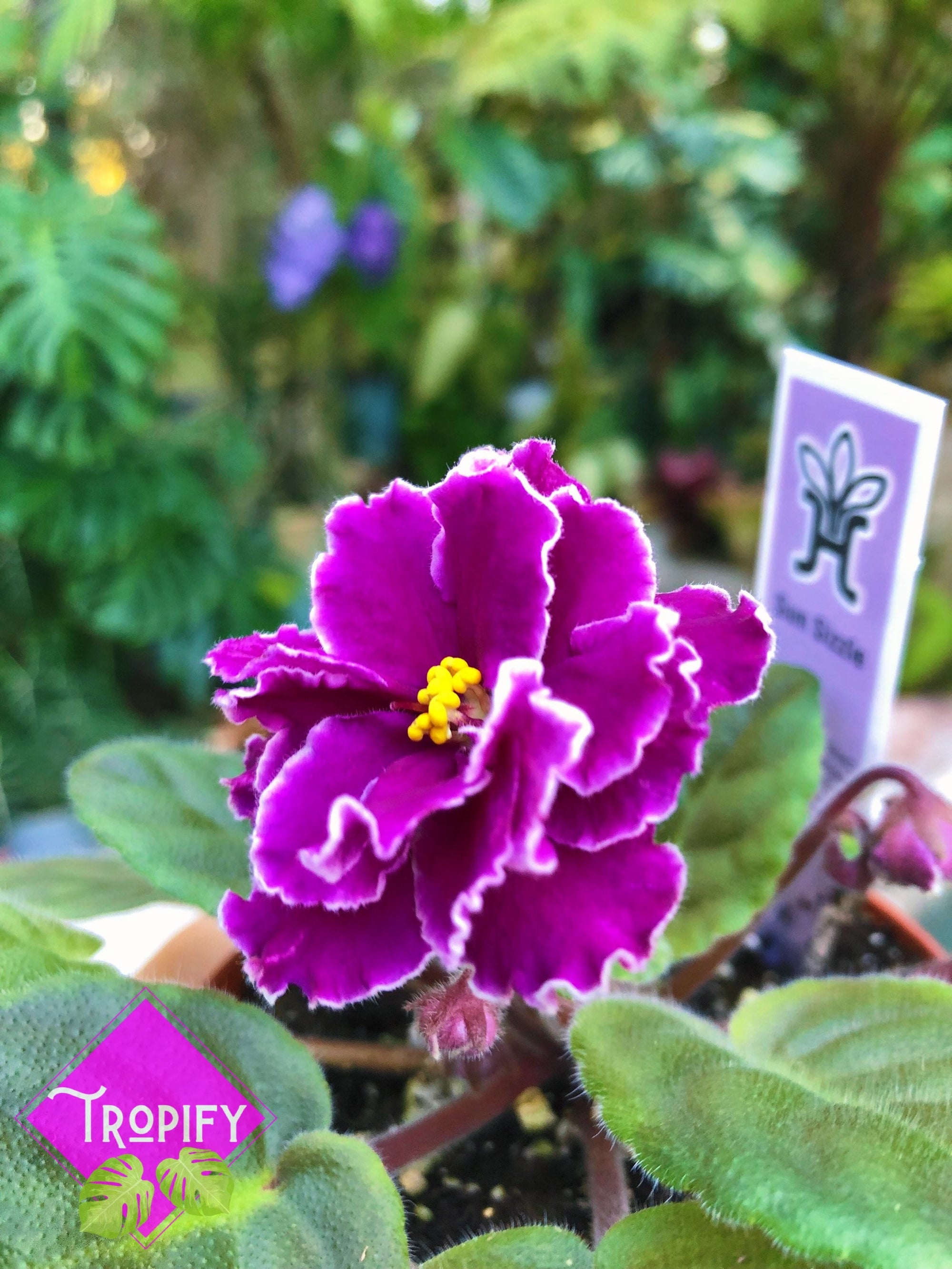 Live house plant variegated African Violet Harmony’s ‘Sun Sizzle’ garden 4” flower Potted gift