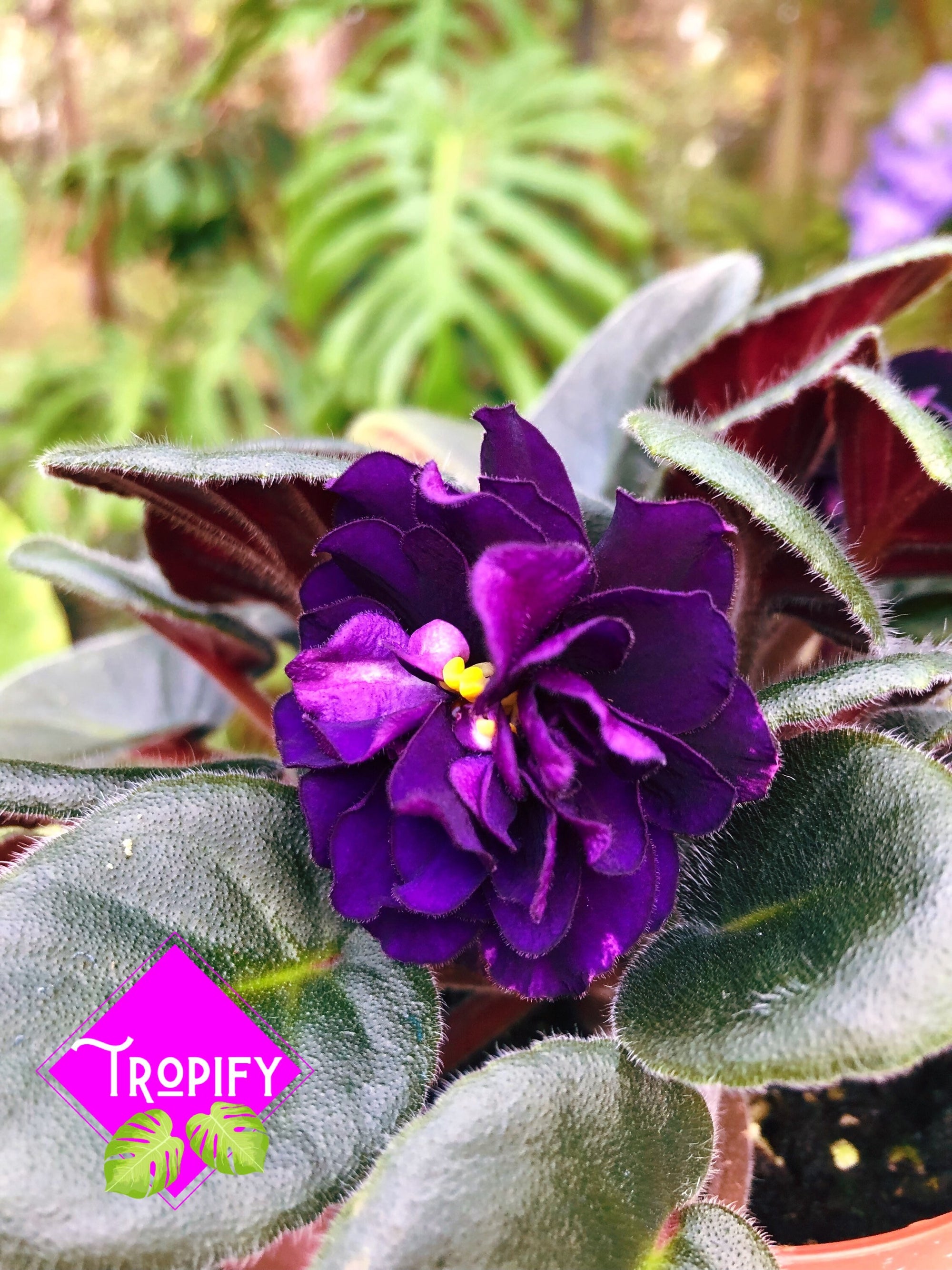 Live house plant African Violet Harmony’s ‘Black Pearl’ garden 4” flower flowering Potted gift
