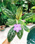 Ultra RARE collectors Michaelmoelleria Vietnamensis Gesneriad species Vietnam Violet 4” purple flower Potted plant gift