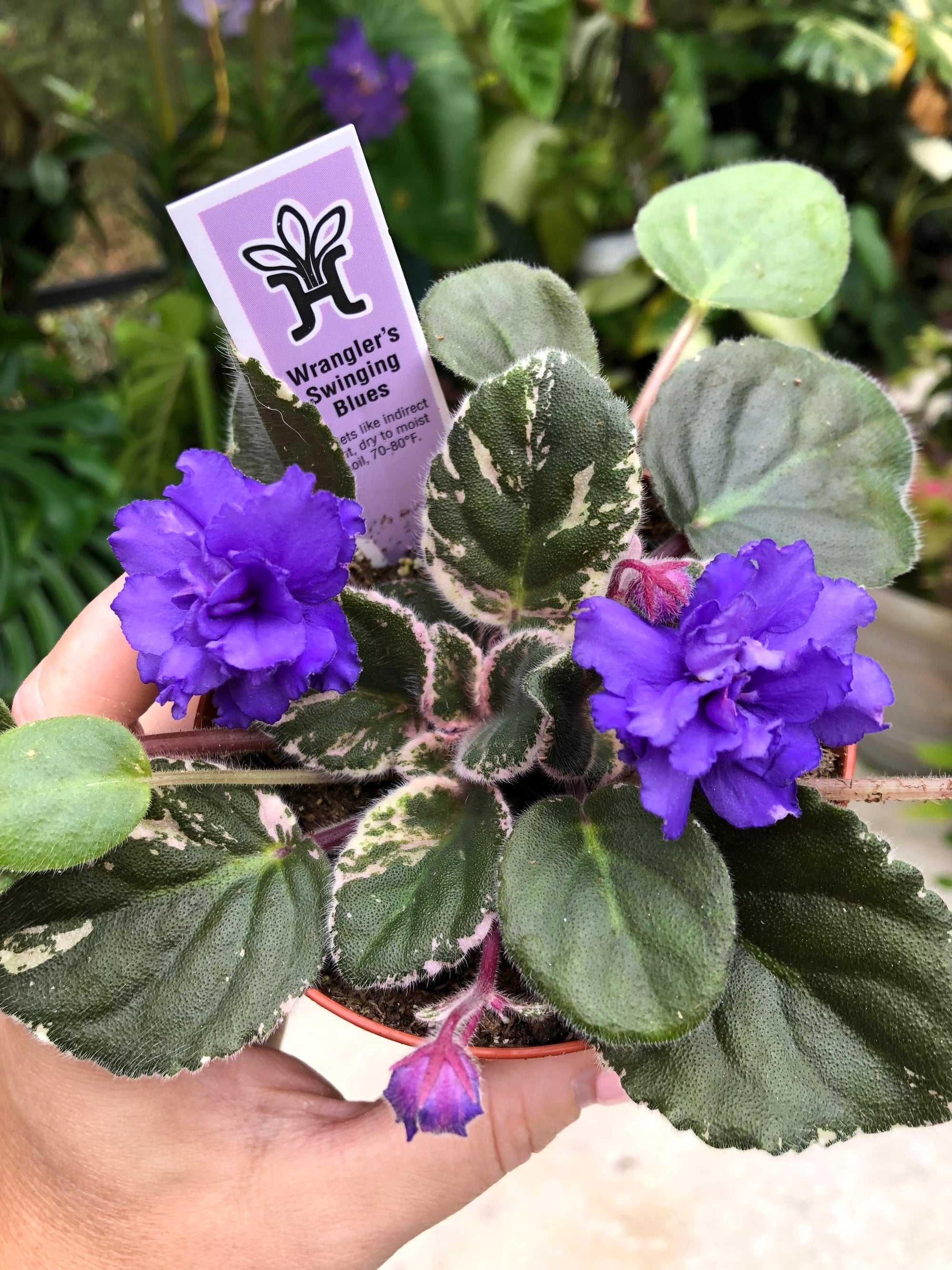 Live house plant variegated African Violet Harmony’s ‘Wrangler’s Swinging Blues’ garden 4” in flower Potted gift