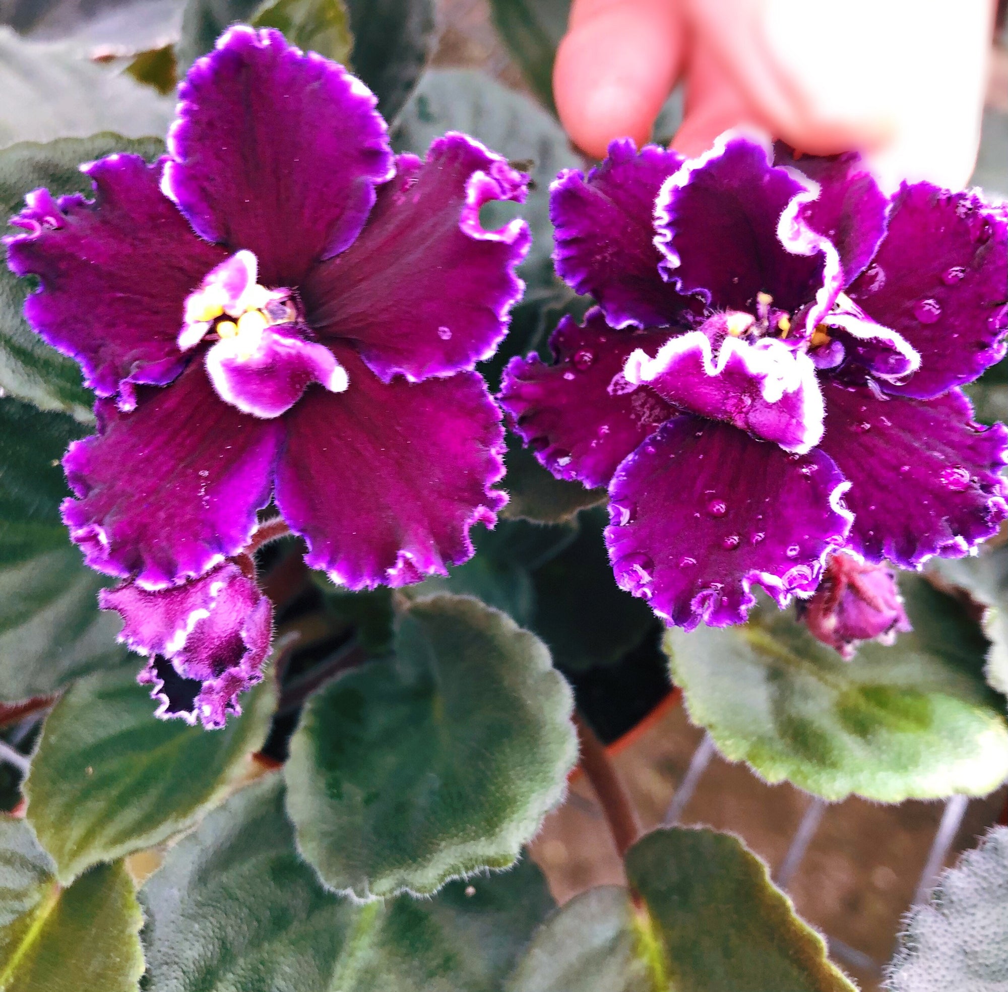 Live house plant variegated African Violet Harmony’s ‘Edge of Darkness’ garden 4” flower Potted gift