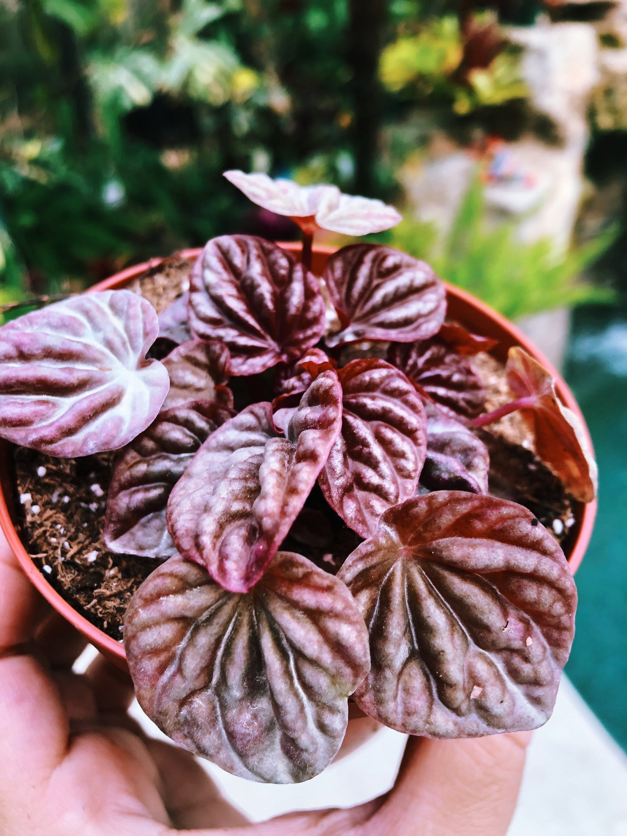 Peperomia Quito red Live House Plant 4” Pot