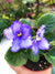 Live house plant African Violet Harmony’s ‘Island Hideaway’ garden periwinkle flower Potted 4” pot gift