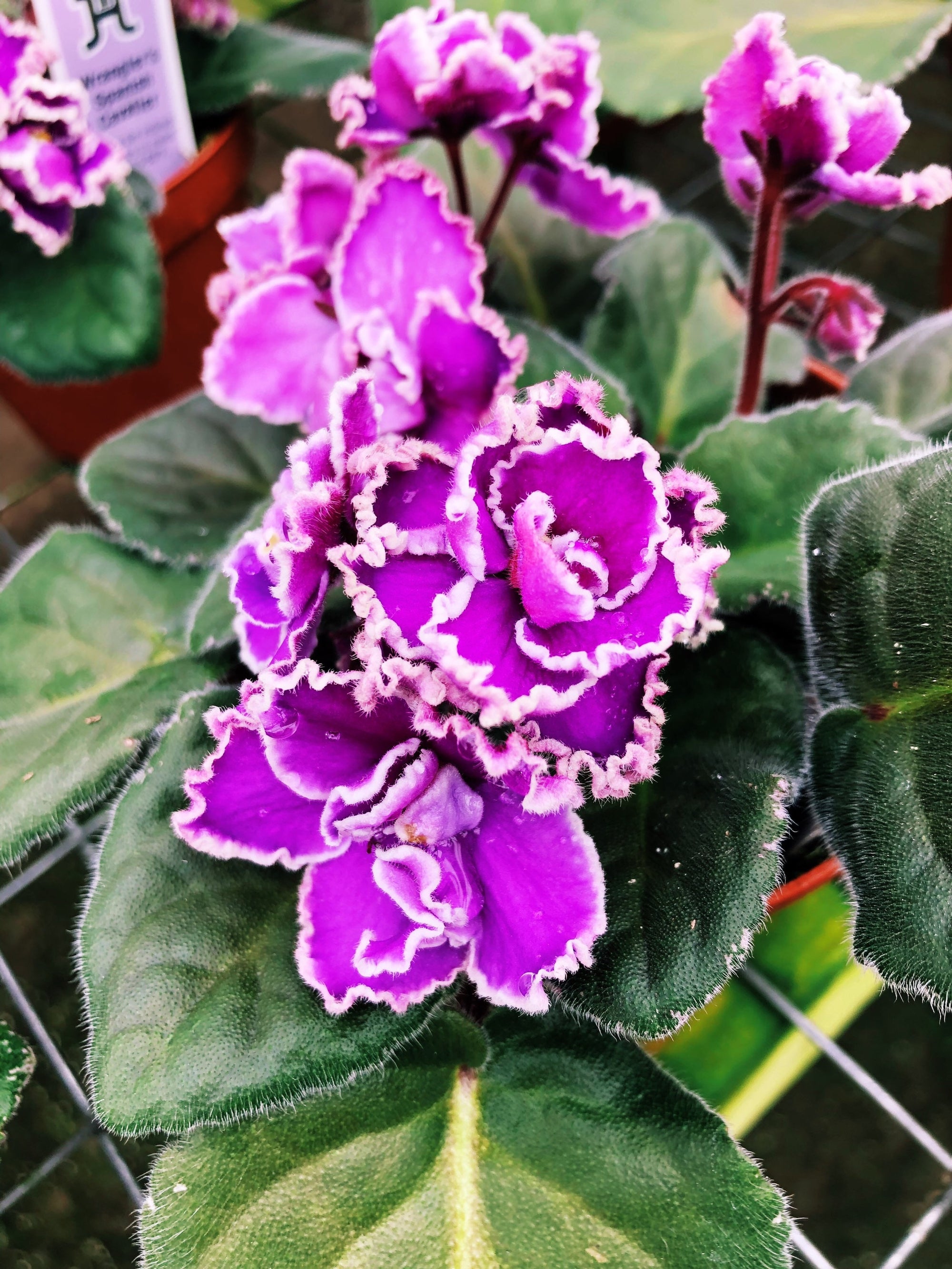 Live house plant African Violet Harmony’s ‘Wrangler’s Spanish Cavalier’ garden pink double bloom flower Potted 4” pot gift