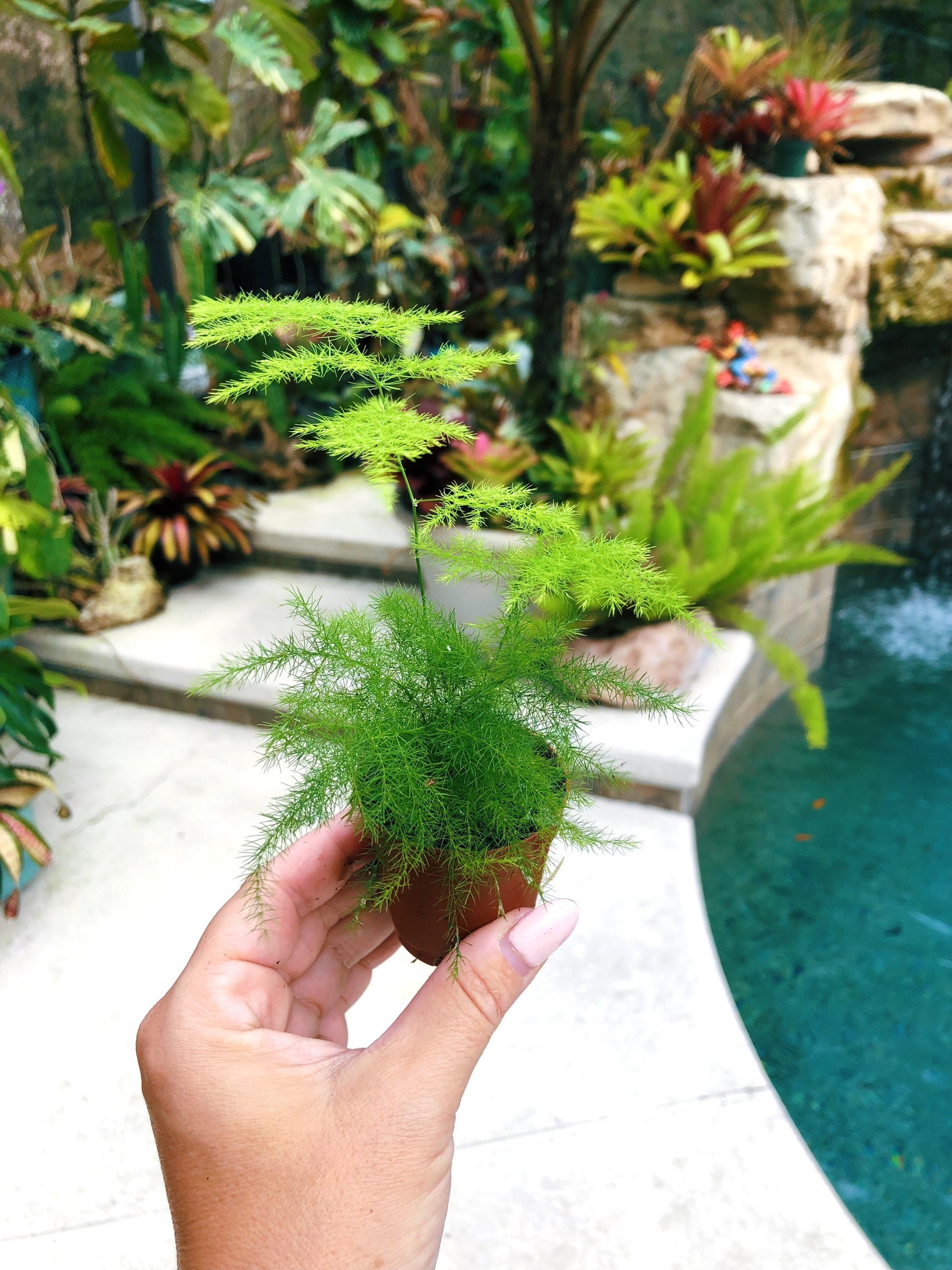 Plumosus Fern Asparagus Setaceus Terrarium Live House Starter Plant Potted 2” gift