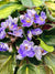 Live house plant variegated bloom African Violet Harmony’s ‘K’s Sage Wand’ garden 4” pot flower Potted gift