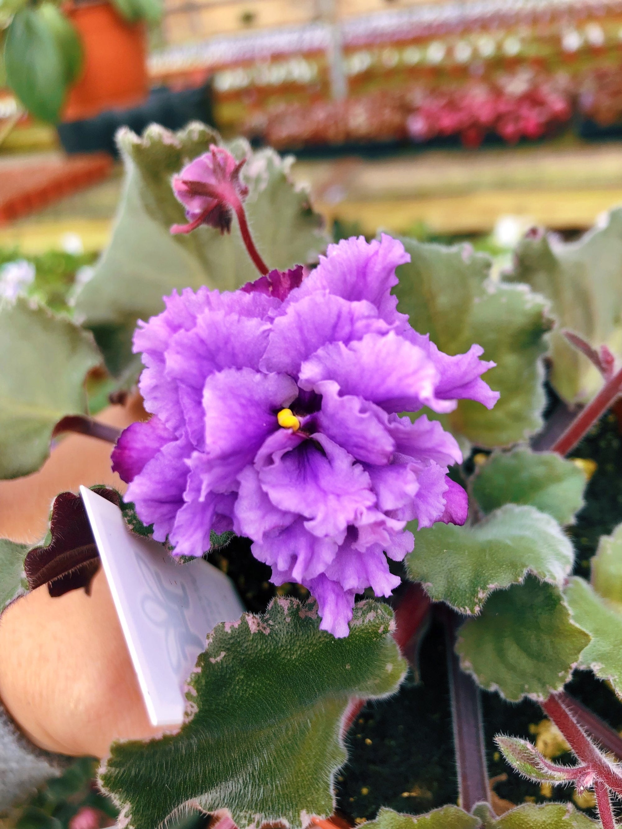 Live house plant bloom African Violet Harmony’s ‘Wrangler’s Winter Hawk’ garden 4” pot flower Potted gift