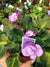 Live house plant bloom African Violet Harmony’s ‘Two To Tango’ garden 4” pot flower Potted gift