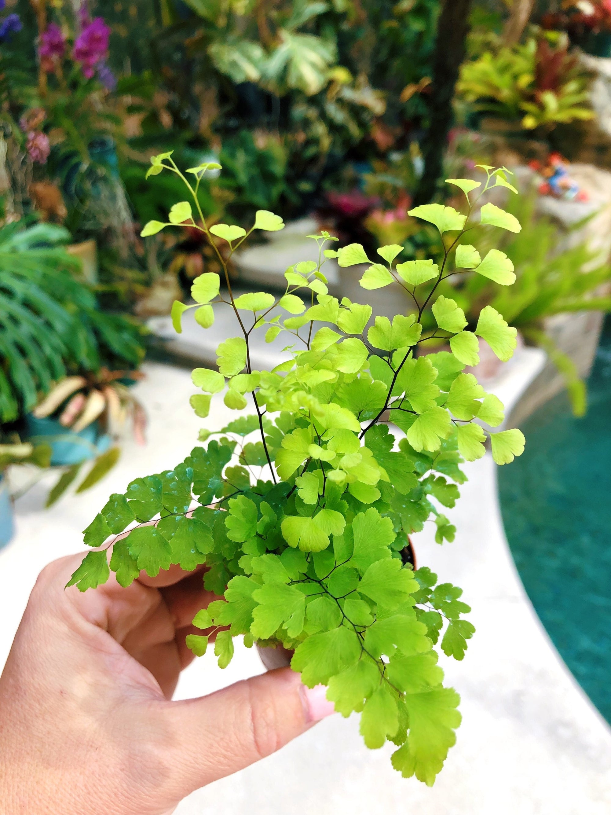 Adiantum Aethiopicum Maidenhair Fern Terrarium Live House Starter Plant Potted 2” gift