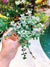 Baby Tears Blue Pilea Glauca Aquamarine 2” potted house plant gift trailing creeping terrarium vivarium