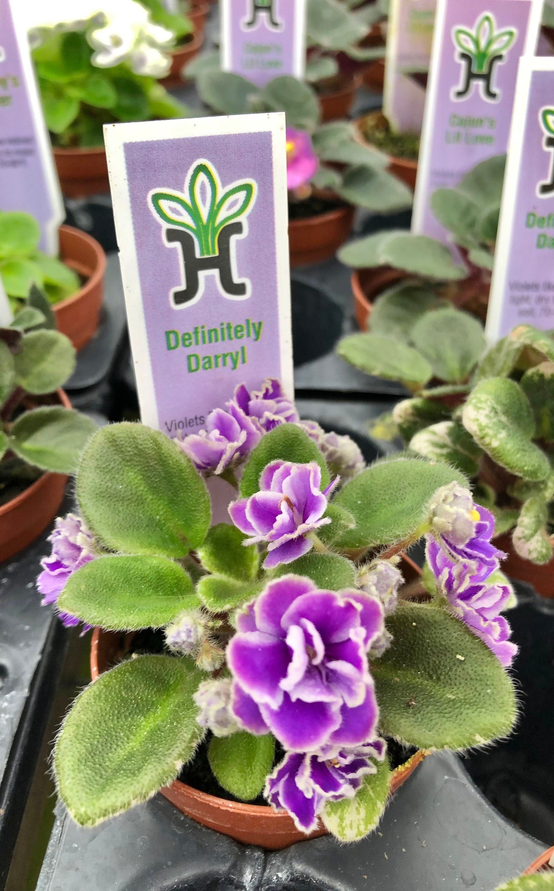Miniature African Violet Variegated Harmonys Definitely Darryl 2 Potted house plant flower gift pixie mini