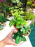 3 pixie plant bundle including: Blue Star Fern, Maidenhair Fern, Heart leaf fern Terrarium kit Live starter House Plant Potted 2” gift