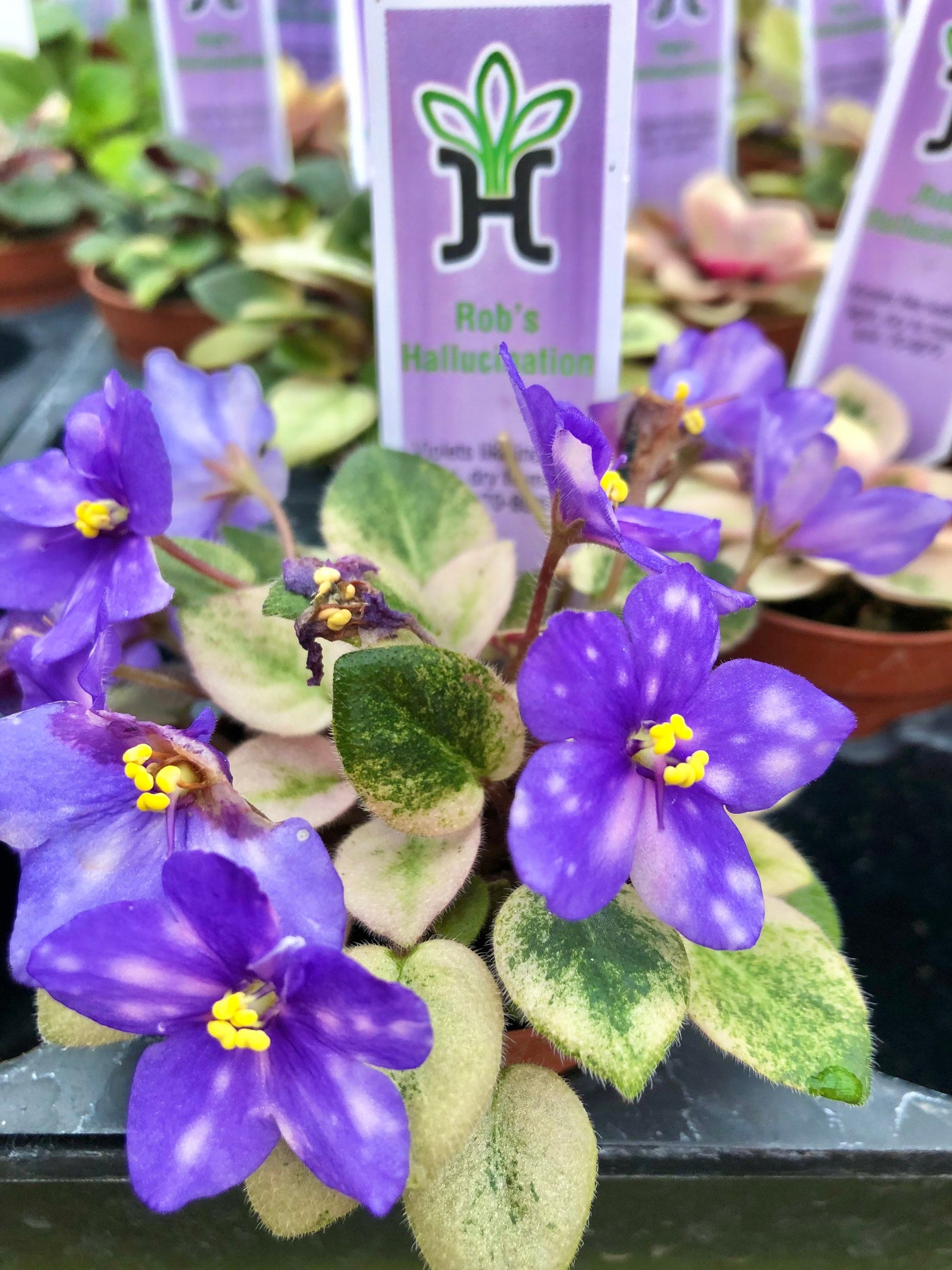 Miniature African Violet Variegated Harmony’s ‘Rob’s Hallucination’ 2” Potted house plant flower gift pixie mini