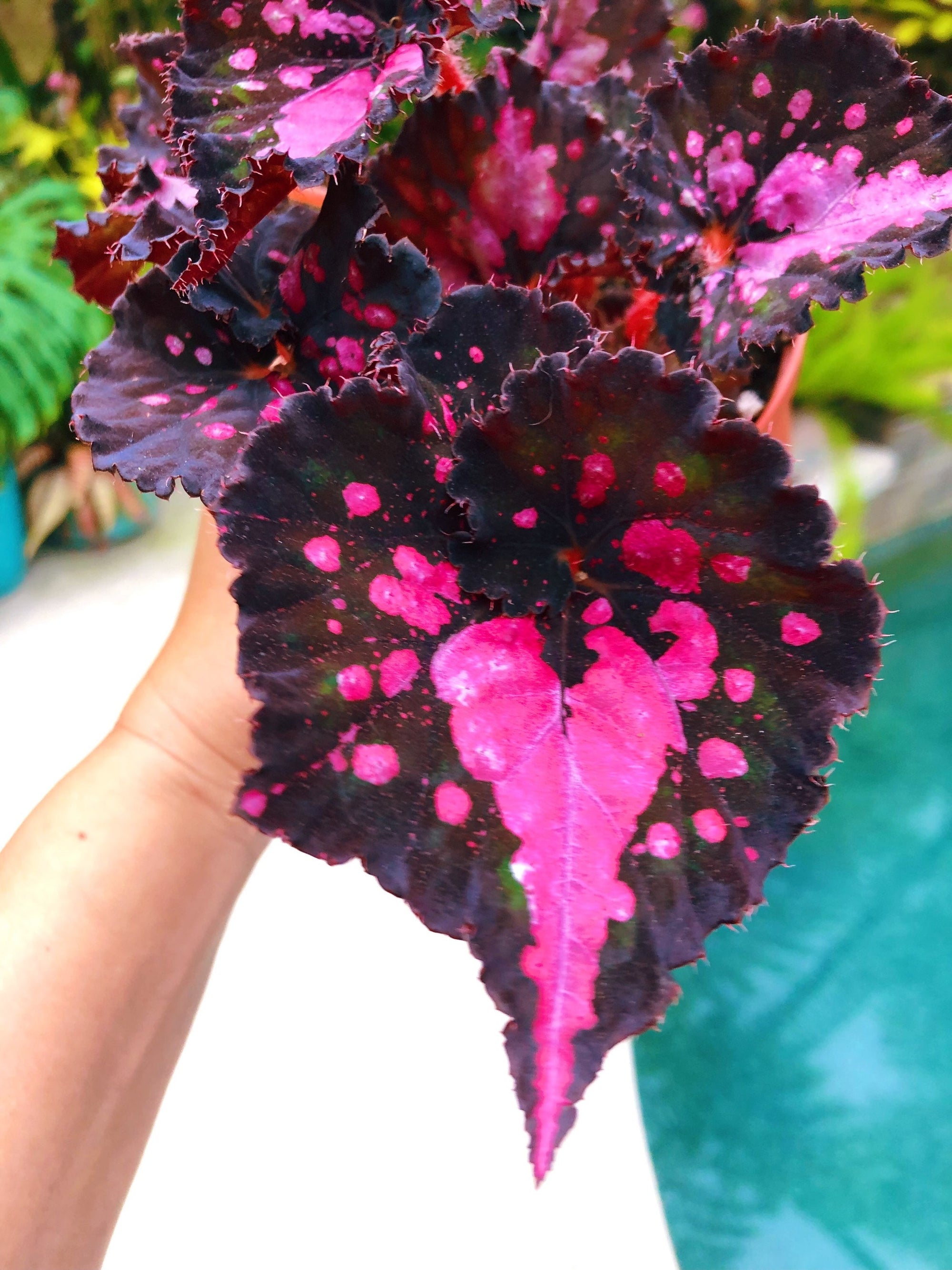 NEW RELEASE! Rex Begonia Harmonys Fatal Attraction Pink escargot swirl Variegated Live House Plant Potted 4 Pot gift