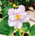 Live house plant white variegated Fantasy Edge African Violet Harmony’s ‘RS Serpentine’ garden 4” pot flower Potted gift