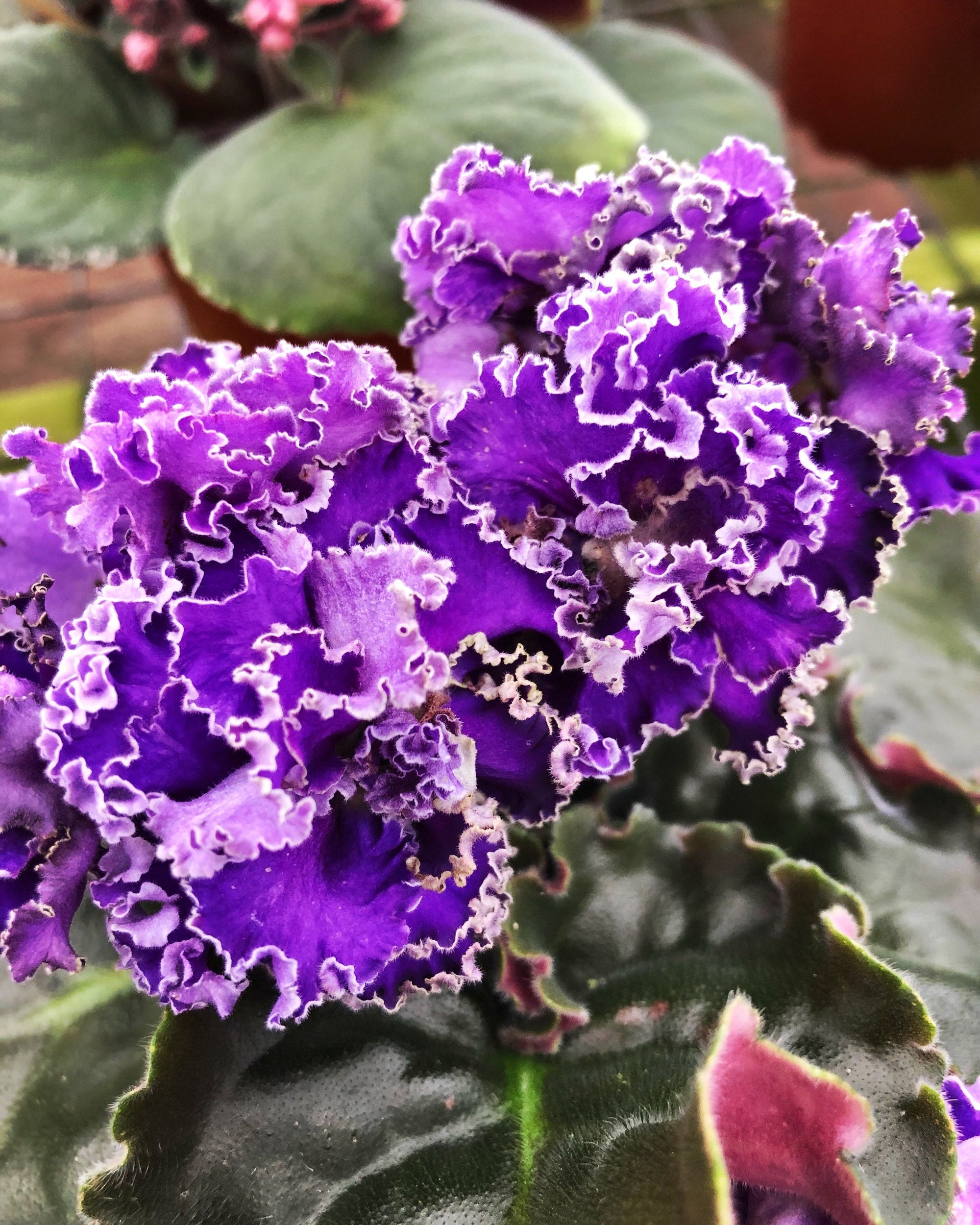 Live house plant variegated purple huge frilled bloom African Violet Harmony’s ‘Cajun’s Royal Knockout’ garden 4” flower Potted gift