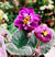 Live house plant large purple double bloom African Violet Harmony’s ‘Spanish Dancer’ garden 4” pot flower Potted gift