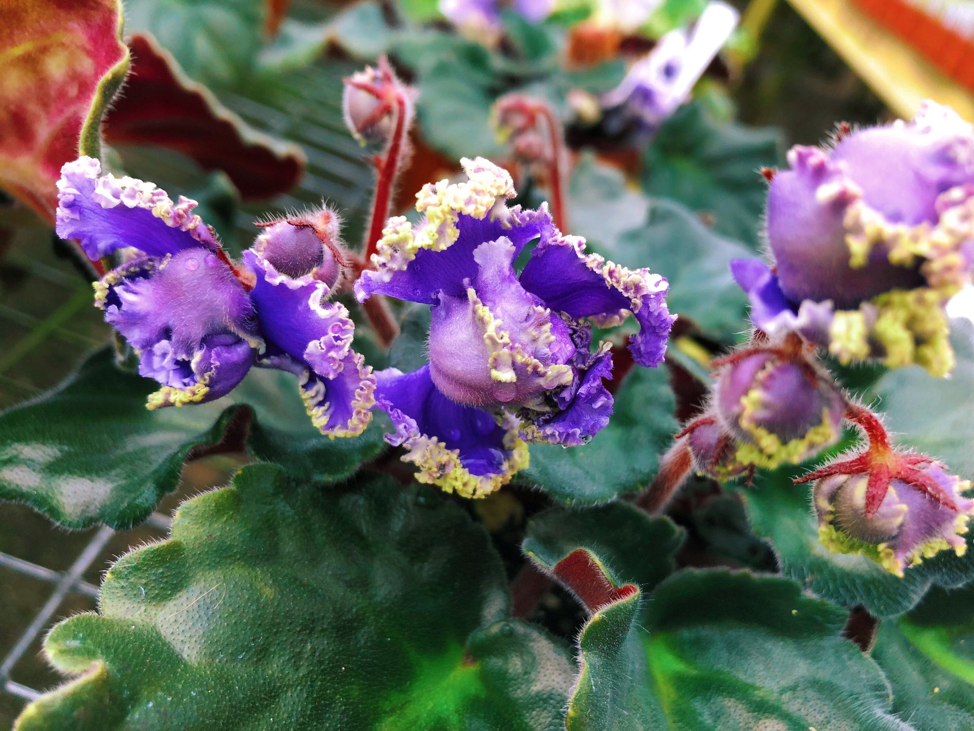 Live house plant African Violet ‘Harmony’s Blue Frills’ garden blue double bloom flower Potted 4” pot gift