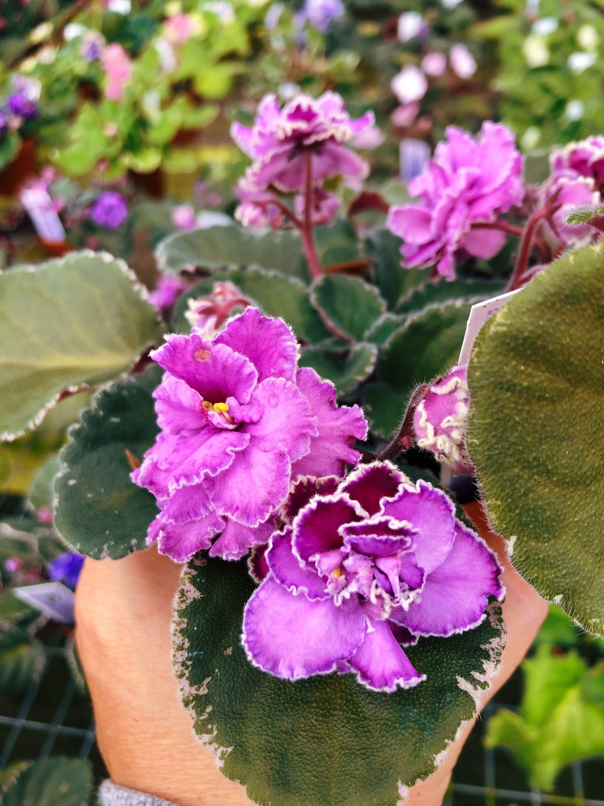 Live house plant bloom African Violet Harmony’s ‘Wrangler’s High Sierra’ garden 4” pot flower Potted gift