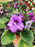 Live house plant bloom African Violet Harmonys Wranglers Banjo Dancing garden 4 pot flower Potted gift
