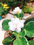 Live house plant white bloom variegated African Violet Harmony’s ‘White Magic’ garden 4” pot flower Potted gift