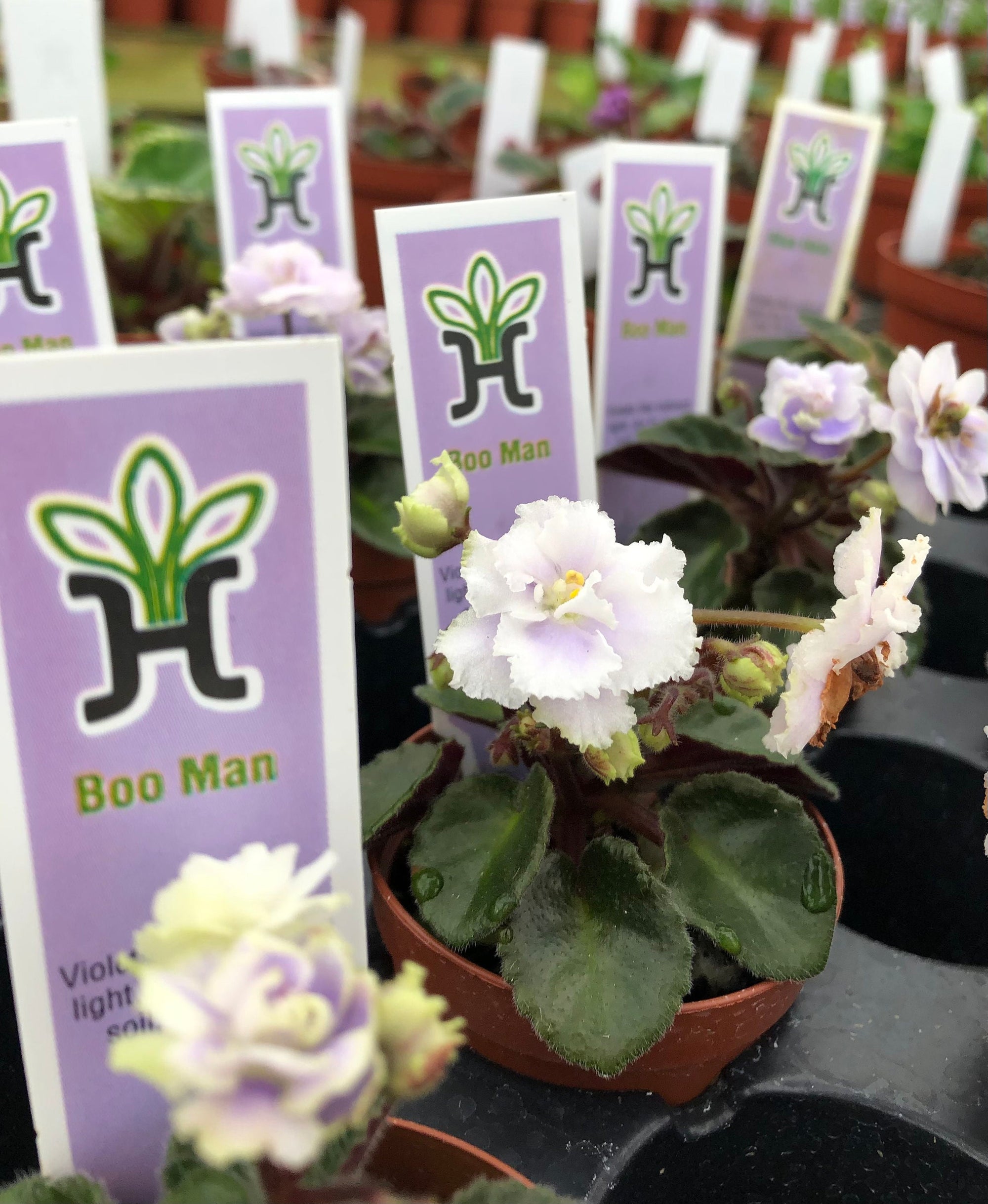 Miniature African Violet Variegated Harmonys Boo Man 2 Potted house plant flower gift pixie mini