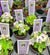 Miniature African Violet Variegated Harmonys Glacier 2 Potted house plant flower gift pixie mini