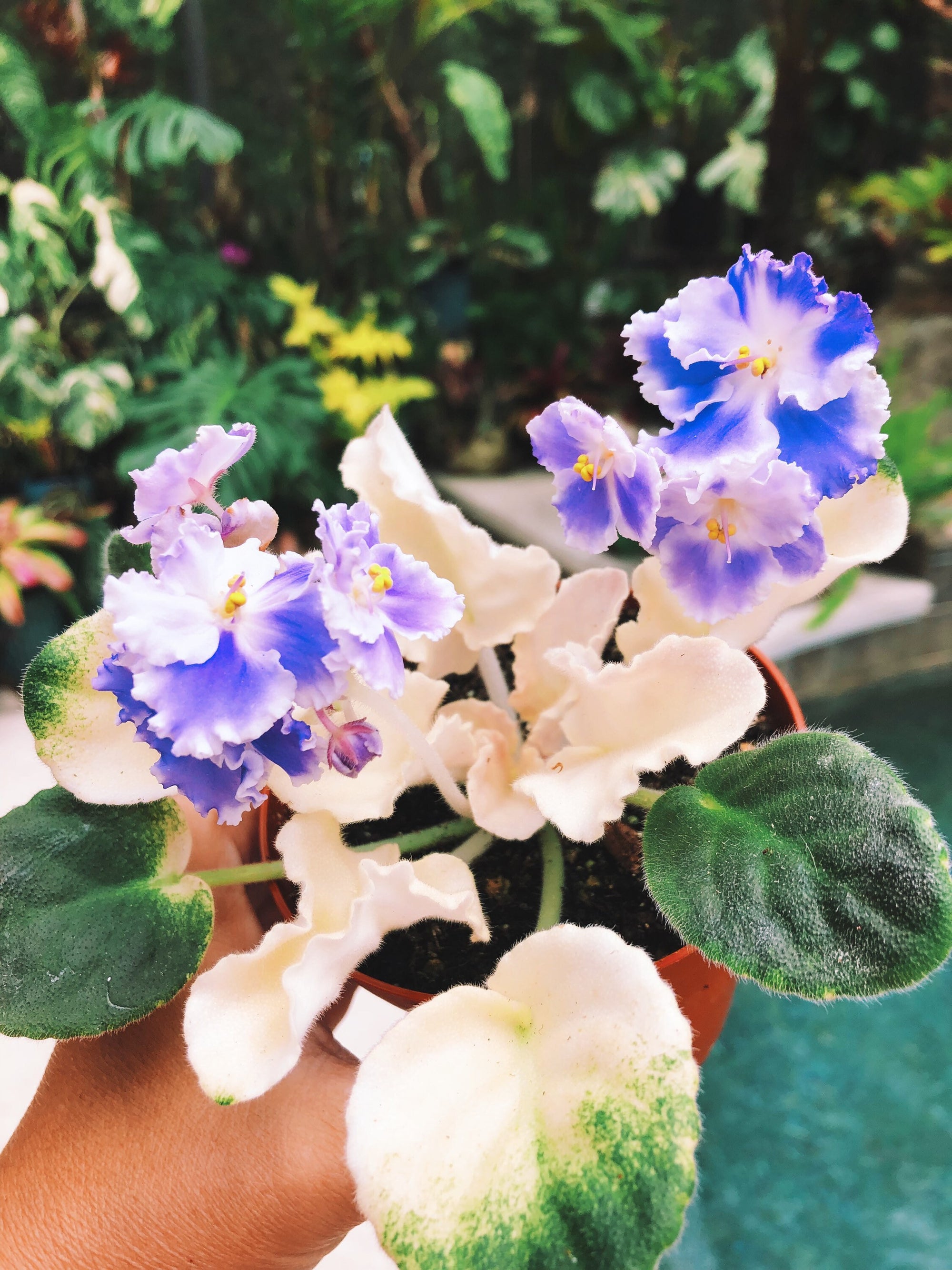 NEW RELEASE! Live house plant white purple bloom variegated African Violet ‘Harmony’s ‘Purple Passion’ garden 4” pot flower Potted gift