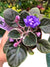Live house plant bloom variegated African Violet Harmony’s ‘Whisper Blue’ garden 4” pot flower Potted gift