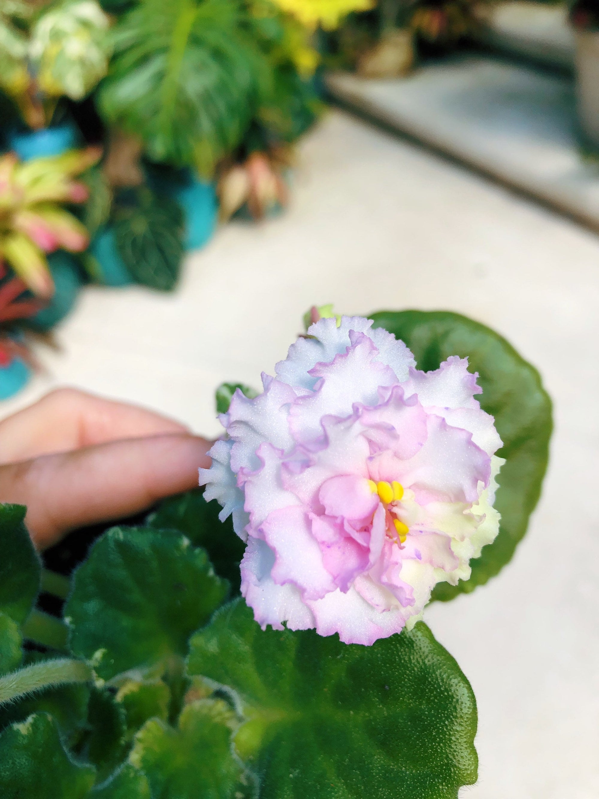 Live house plant pink white bloom variegated African Violet ‘Harmony’s Ice Maiden’ garden 4” pot flower Potted gift