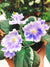 Live house plant white purple bloom variegated African Violet Harmonys RS Ariel garden 4 pot flower Potted gift